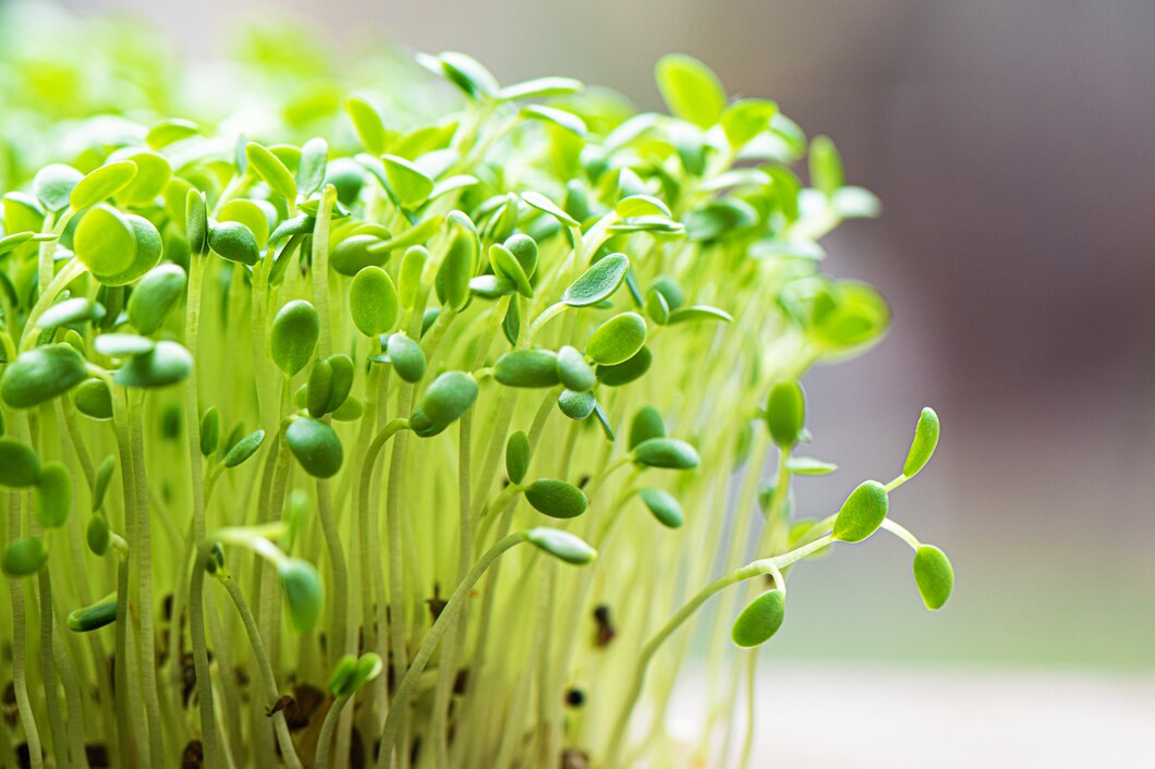 Jak poprawić zdrowie i wydajność roślin za pomocą nawozów dolistnych bogatych w wapń?
